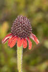 Grassleaf coneflower